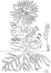 kytka_rvp.jpg (203865 bytes)